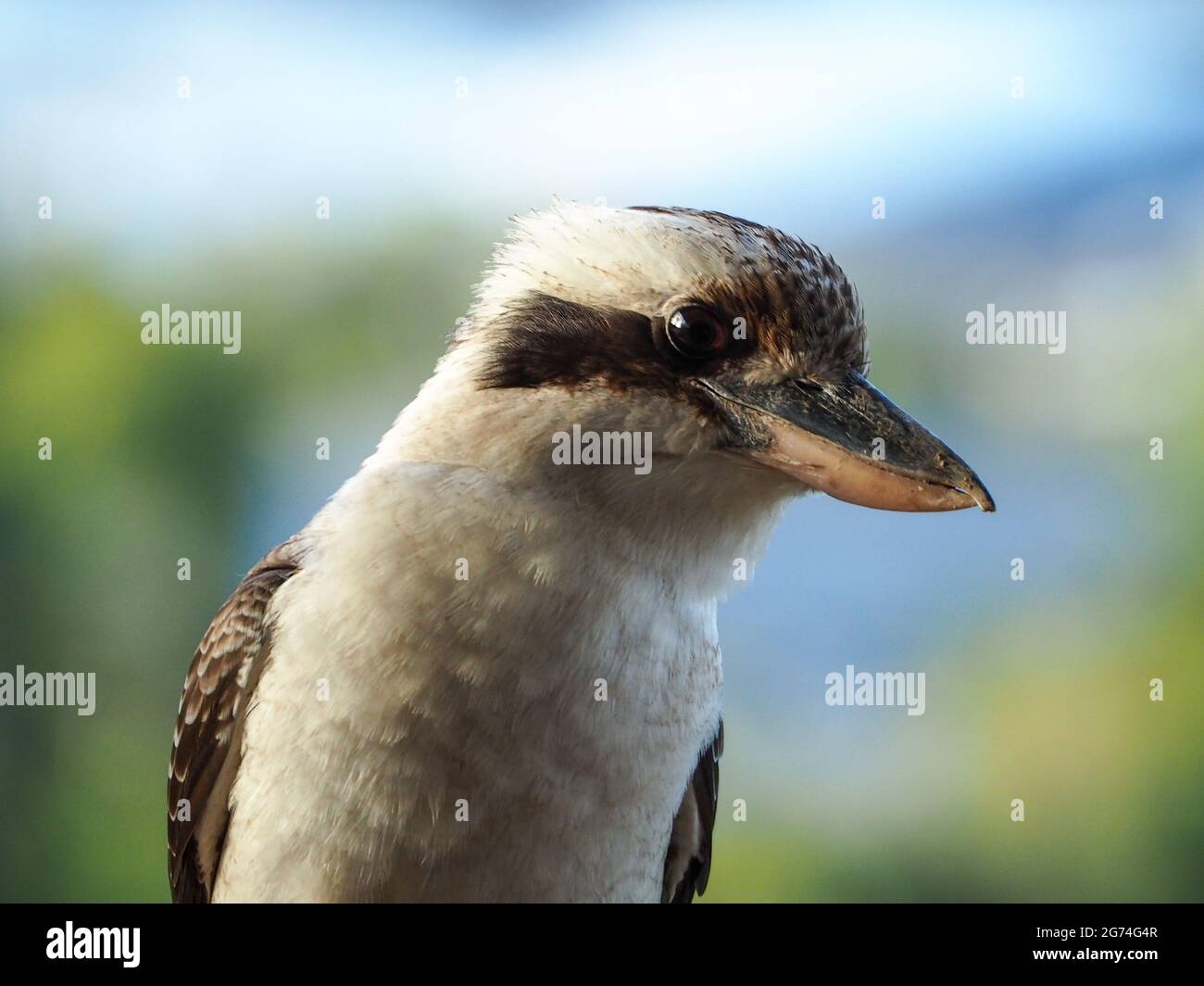 Kookaburra Bird, primo piano della testa e della faccia di un Kingfisher arroccato su una ringhiera in legno del balcone, uccello nativo australiano Foto Stock