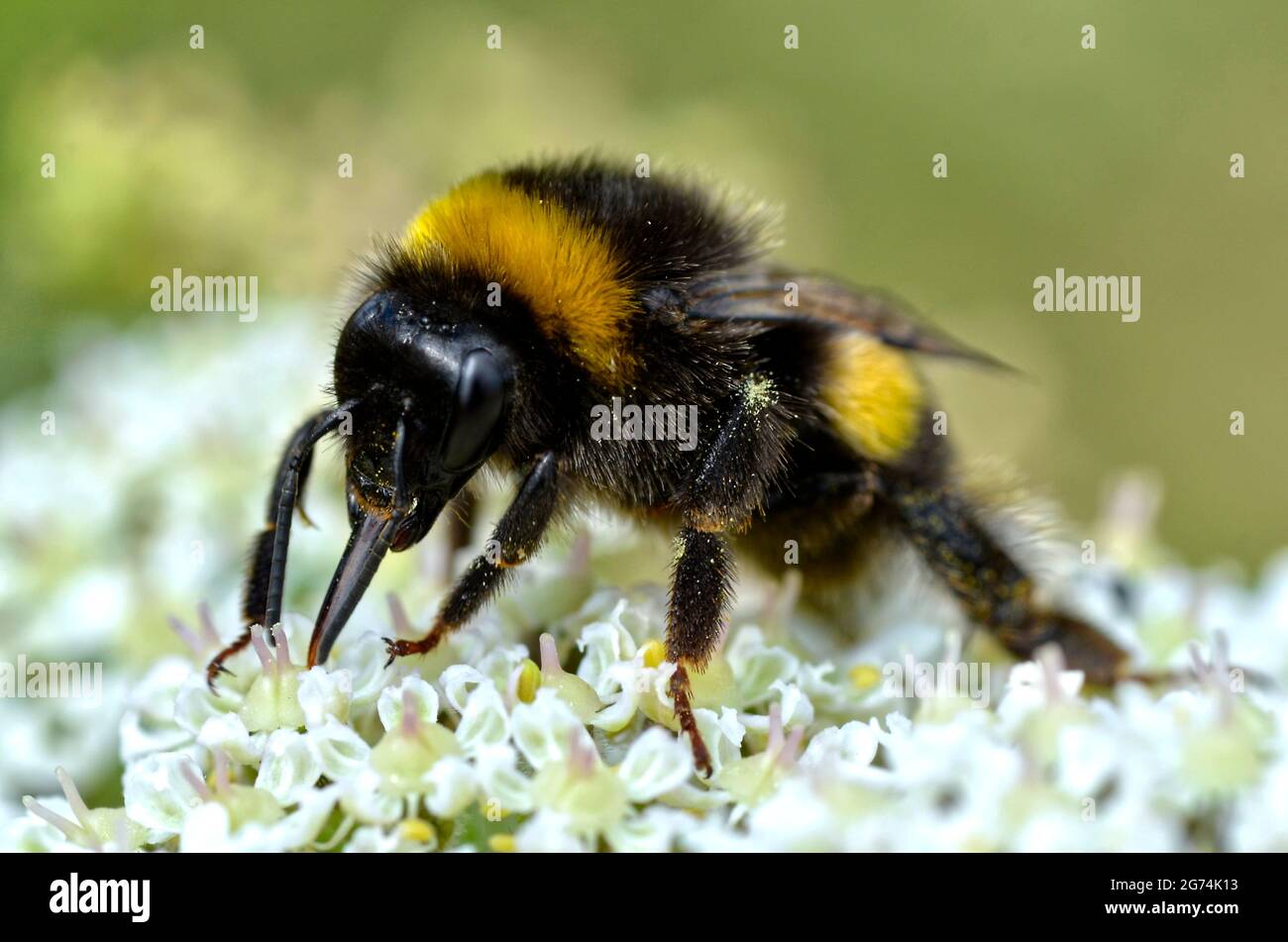 Macro bumblebee giallo e nero (Bombus terrestris) che si nutriscono di fiori bianchi Foto Stock