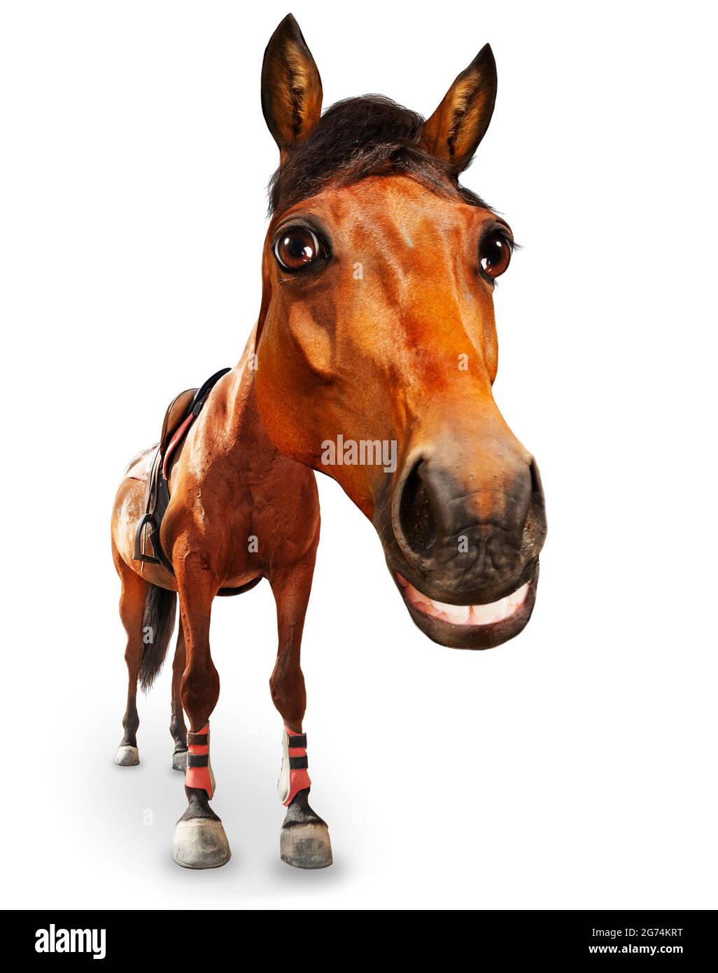 Cartone animato come immagine di testa di cavallo e grande sorriso Foto Stock