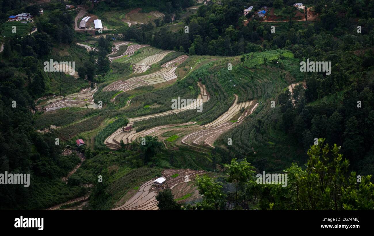 Bella vista Areal di campo di papà verde in Nepal, Agricoltura foto Foto Stock