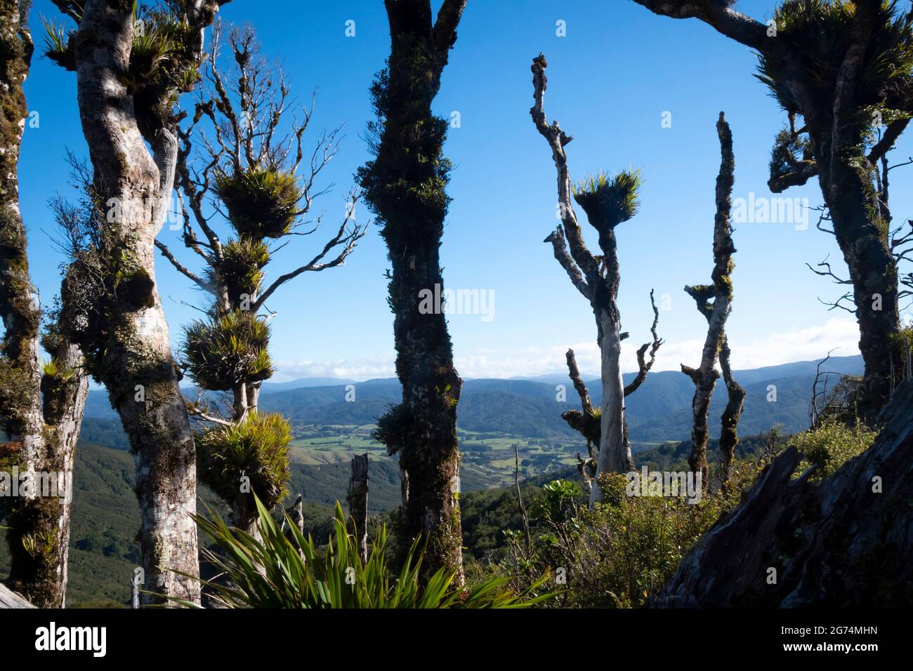 Alberi morti con epiteti che crescono su di loro, Remutaka Hill, vicino a Wellington, Isola del Nord, Nuova Zelanda Foto Stock