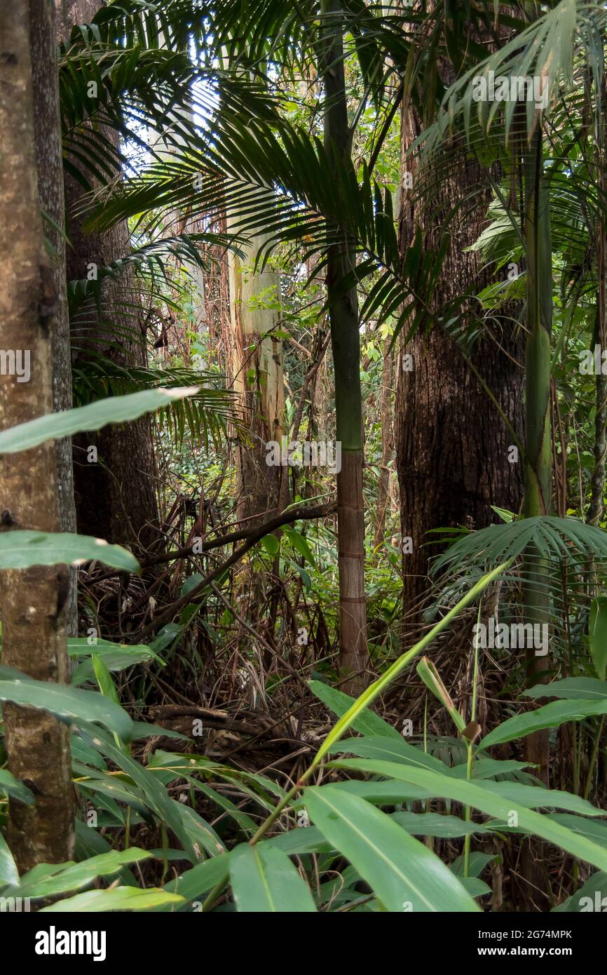 Denso e verde sottobosco della foresta pluviale subtropicale pianeggiante. Gengivanti, palme e tronchi di eucalipto nativi. Primavera, Tamborine Mountain, Australia. Foto Stock