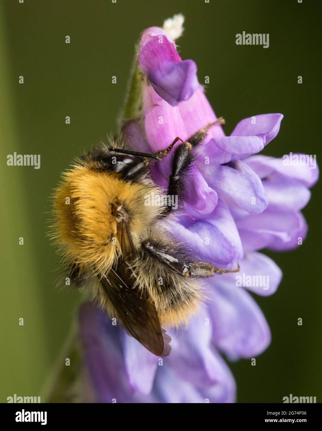 Carder comune Bumblebee su fiore nel Derbyshire Peak District UK Foto Stock