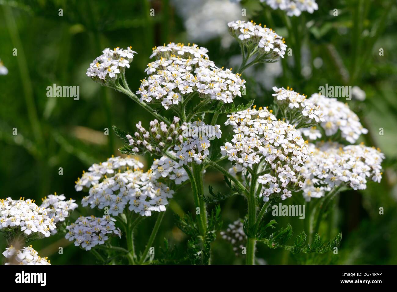 Yarrow Achillea milleflium grappoli di fiori bianchi piatti top Foto Stock