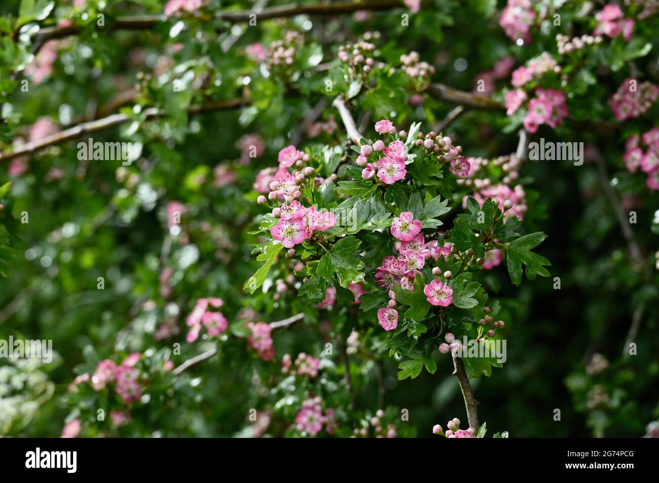 Comune fiore di biancospino (Crataegus monogyna), Foots Cray Meadows, Sidcup, Kent. REGNO UNITO Foto Stock