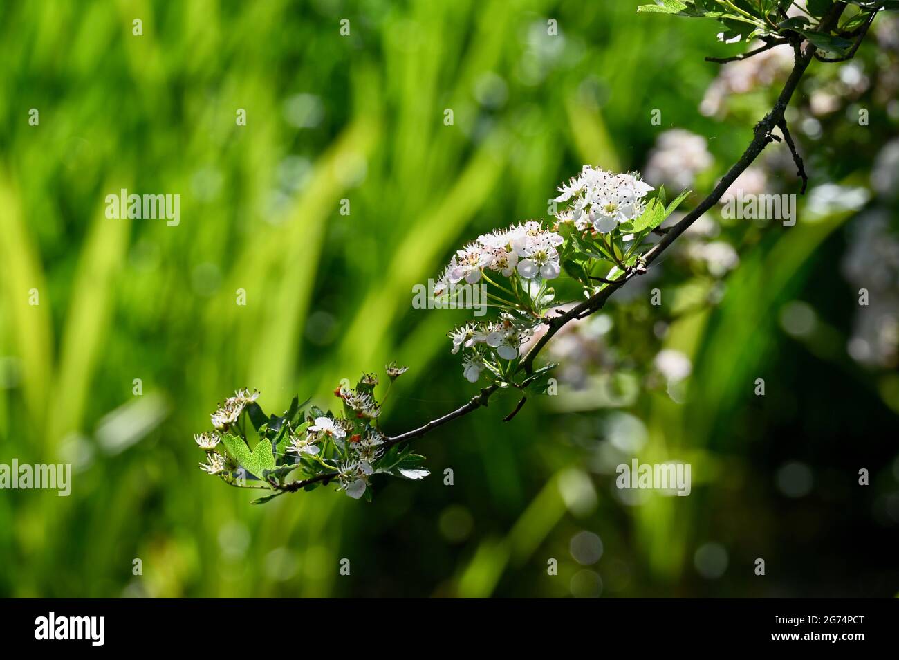 Comune fiore di biancospino (Crataegus monogyna), Foots Cray Meadows, Sidcup, Kent. REGNO UNITO Foto Stock