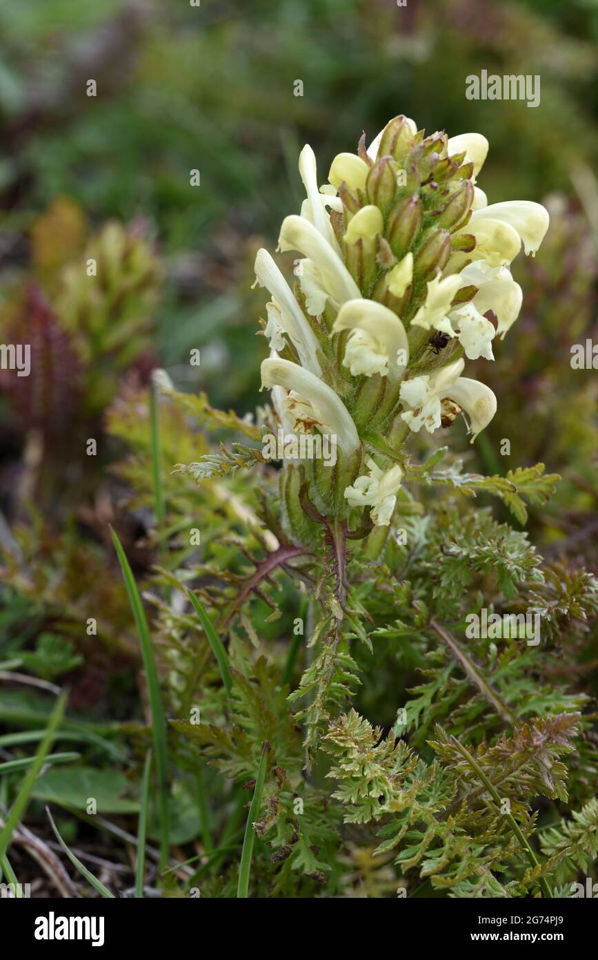 Petali gialli pallidi e fiore di Pedicularis comosa fiorita Foto Stock