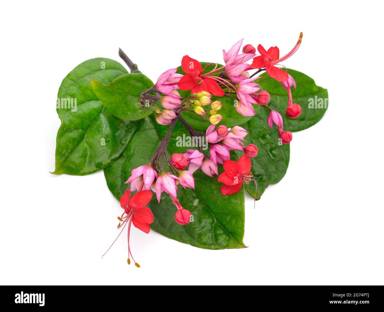 Clerodendrum. I suoi nomi comuni includono il gloribower, il girasole e il cuore sanguinante. Isolato su sfondo bianco. Foto Stock