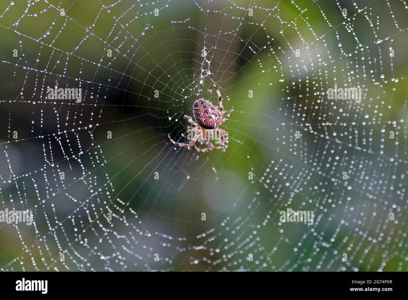 un closeup di un ragno rosso strisciato sul suo web Foto Stock