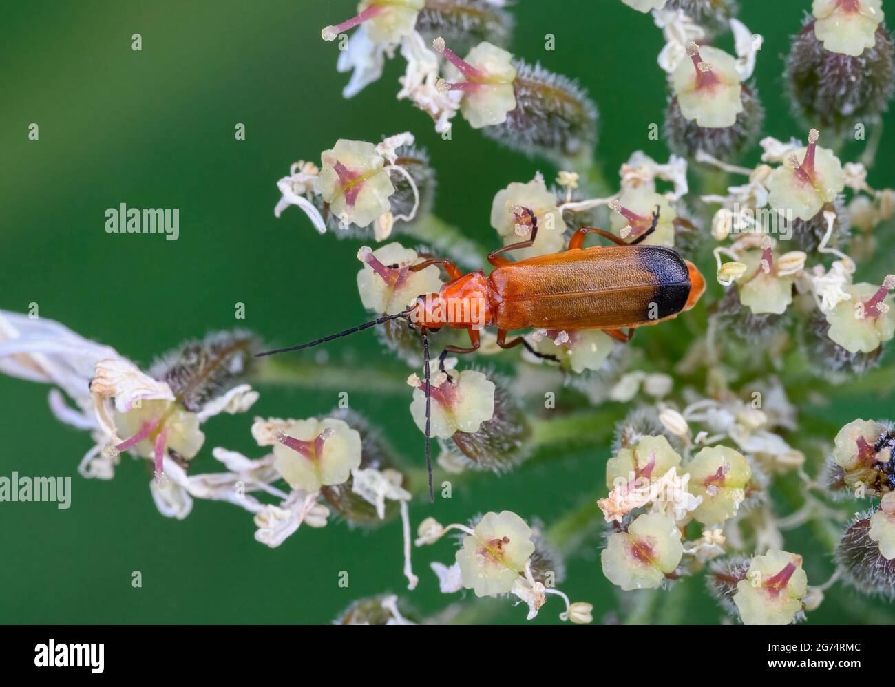 Primo piano di un comune Red Soldier Beetle (Rhagonycha fulva) sulla testa di fiore di Cow prezzemolo. A volte è chiamato Beetle Bloodsucker. Foto Stock