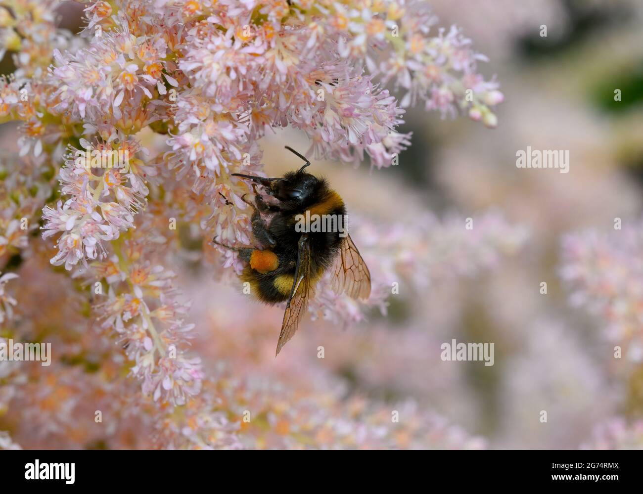 Un Bumble Bee dalla coda bianca impollinando un fiore rosa di Astilbe Foto Stock