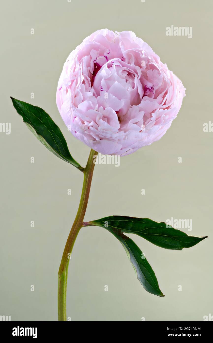 Una bella Peonia solitaria rosa pallido (famiglia Paeoniaceae) fotografò uno sfondo verde chiaro e chiaro Foto Stock