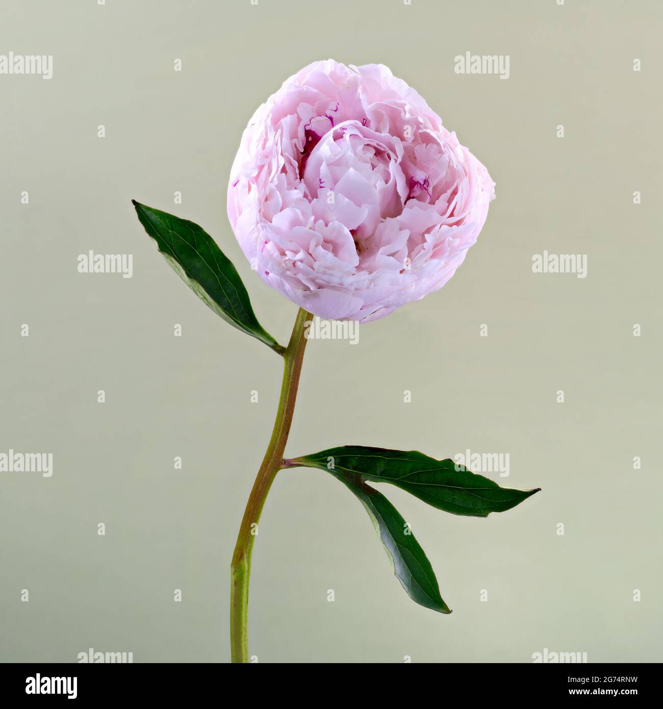 Una bella Peonia solitaria rosa pallido (famiglia Paeoniaceae) fotografò uno sfondo verde chiaro e chiaro Foto Stock