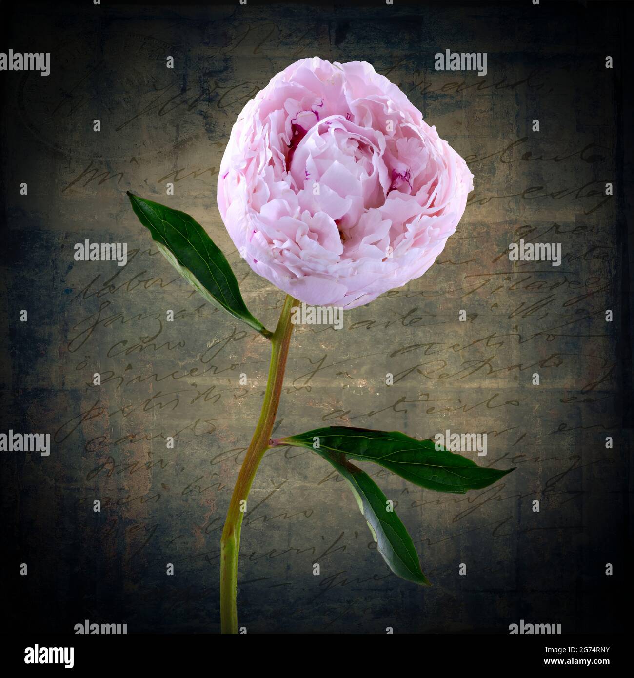 Una bella solitaria rosa pallido Peony (famiglia Paeoniaceae) fotografò uno sfondo afflitto Foto Stock