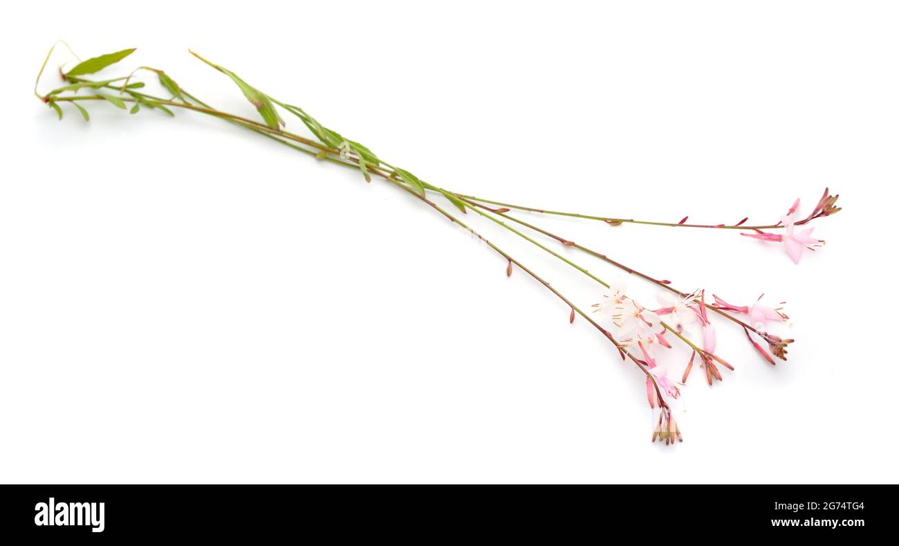 Enotera lindheimeri, Gaura lindheimeri, e comunemente conosciuto come il fiore di Lindheimer, gaura bianca, gaura rosa, il ciclockweed di Lindheimer e f indiano Foto Stock