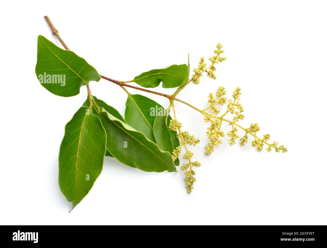 Ligustrum lucido, il privet a foglia larga, privato cinese, privato lucido o privato a foglia di cera. Isolato su sfondo bianco. Foto Stock