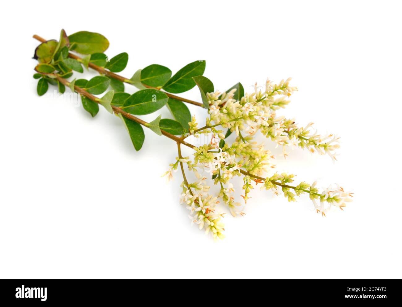 Ligustrum vulgare, privato selvatico, anche conosciuto a volte come privato comune o privato europeo. Isolato Foto Stock