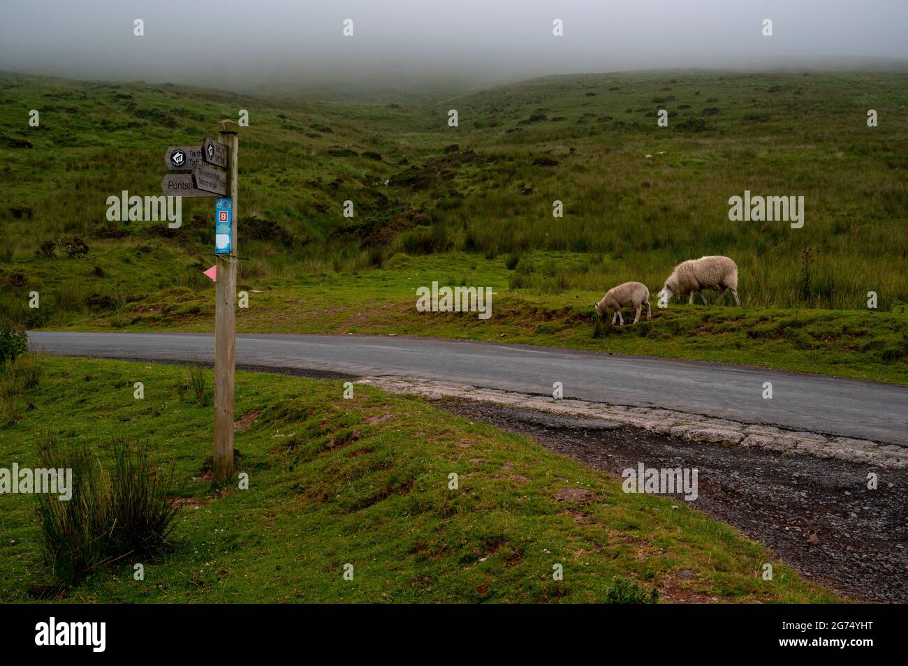 Due pecore che pascolano lungo la strada nei beacon brecon con nube molto bassa che si trovano sopra le colline Foto Stock