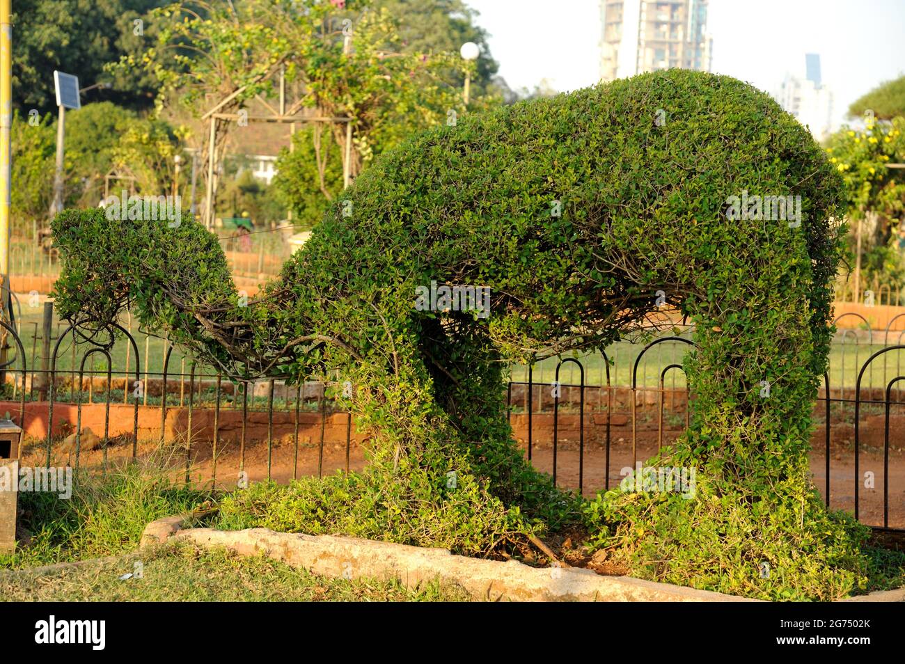 Mumbai; Maharashtra; India- Asia; Marzo; 2015 : cammello fatto di foglie verdi che appendono il giardino o ferozeshah mehta giardino malbar collina concessione strada bombay Foto Stock