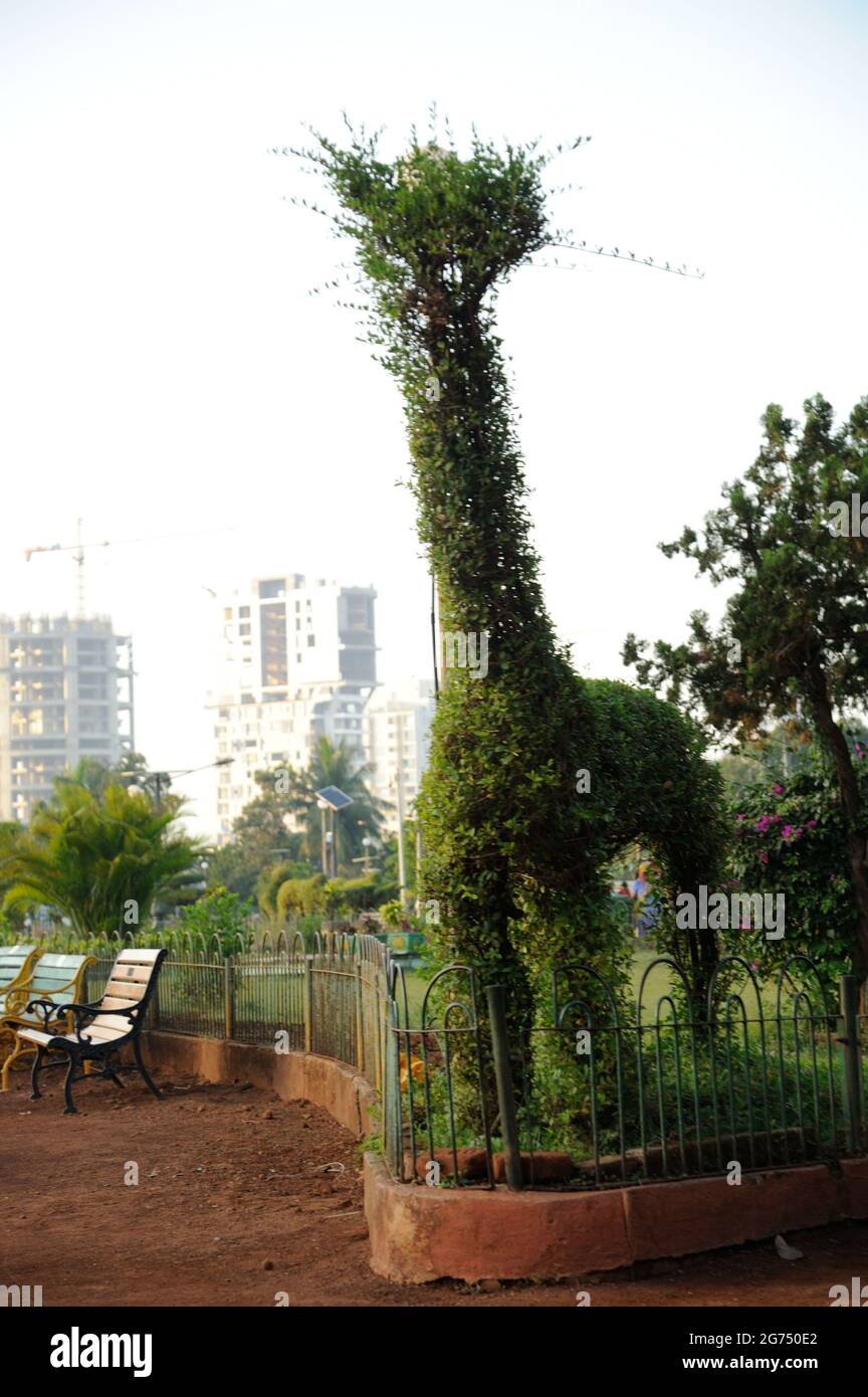 Mumbai; Maharashtra; India- Asia; Marzo; 2015 : Zeraf fatto da foglie verdi che appendono il giardino o ferozeshah mehta giardino malbar collina concessione strada bombay Foto Stock