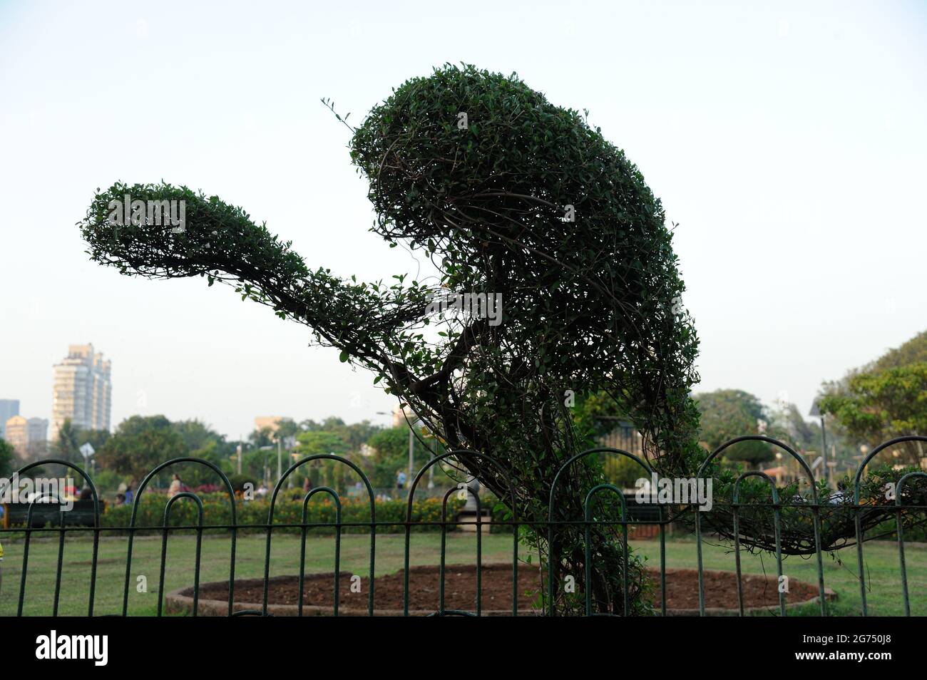 Mumbai; Maharashtra; India- Asia; Marzo; 2015 : scimmia fatta da foglie verdi che appendono il giardino o pherozeshah mehta giardino malbar collina concessione strada bombay Foto Stock
