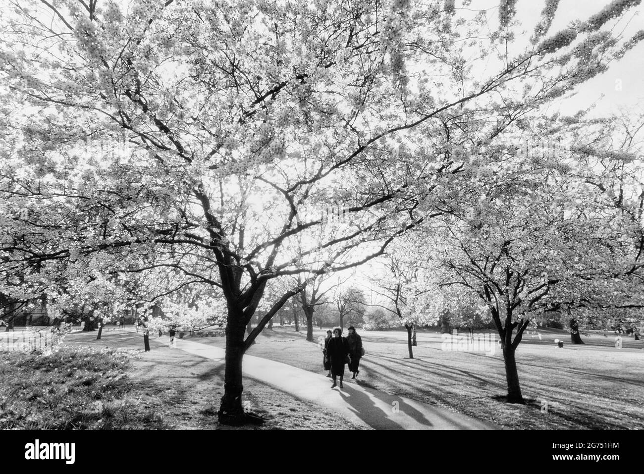 Ciliegi ornamentali con fiori di ciliegia nel St James's Park, Londra, Inghilterra, Regno Unito Foto Stock