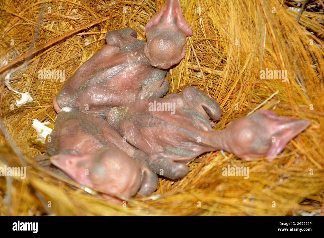 Tre nuovi uccelli nati nel nido, focalizzazione selettiva Foto Stock