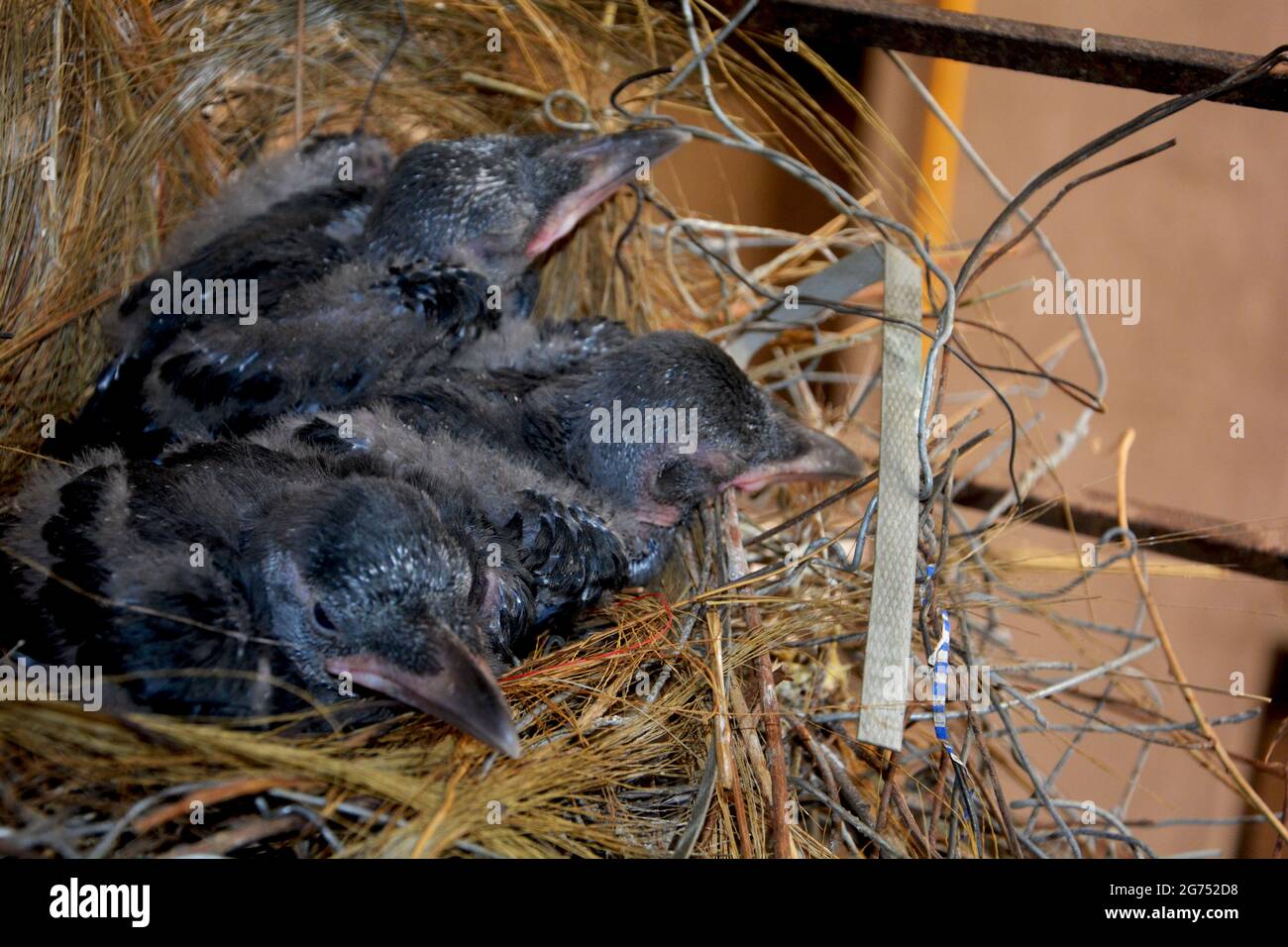 Primo piano di tre nuovi corvi indiani nati, Corvus splendens hatched in paglia nido, focalizzazione selettiva Foto Stock