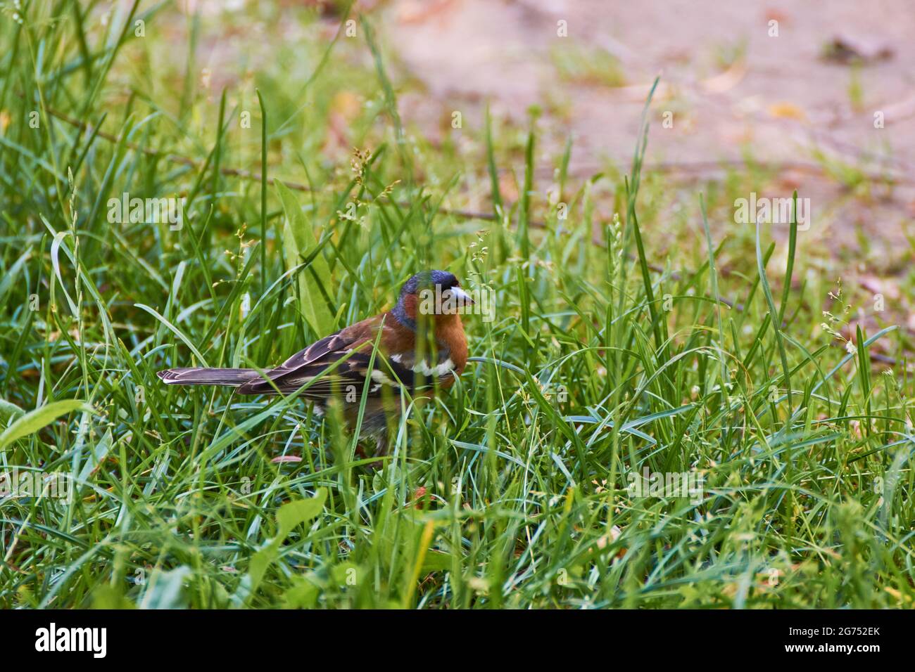 Fringilla coelebs in erba alla ricerca di cibo Foto Stock