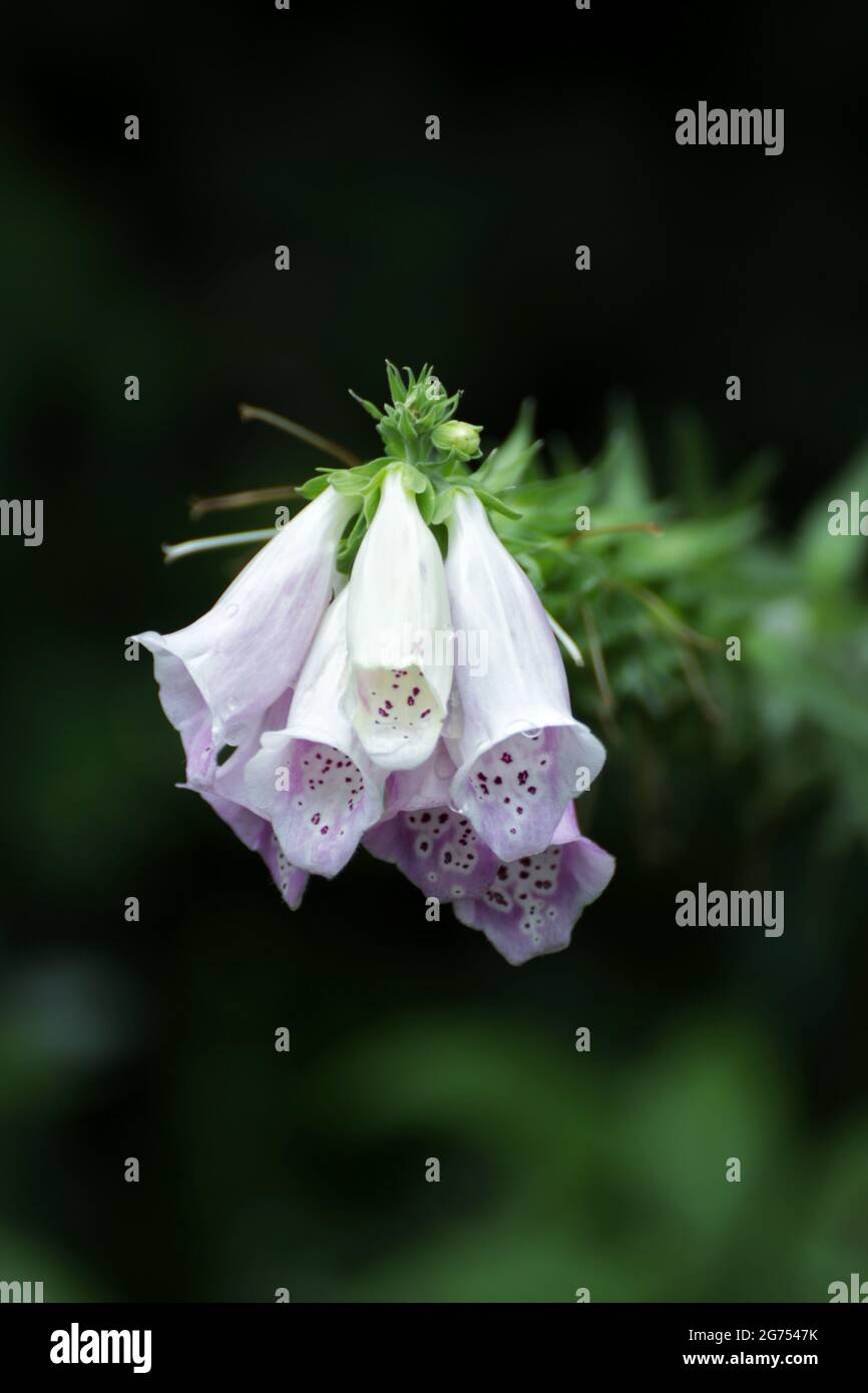 Un primo piano di guanti di volpi bianchi Foto Stock