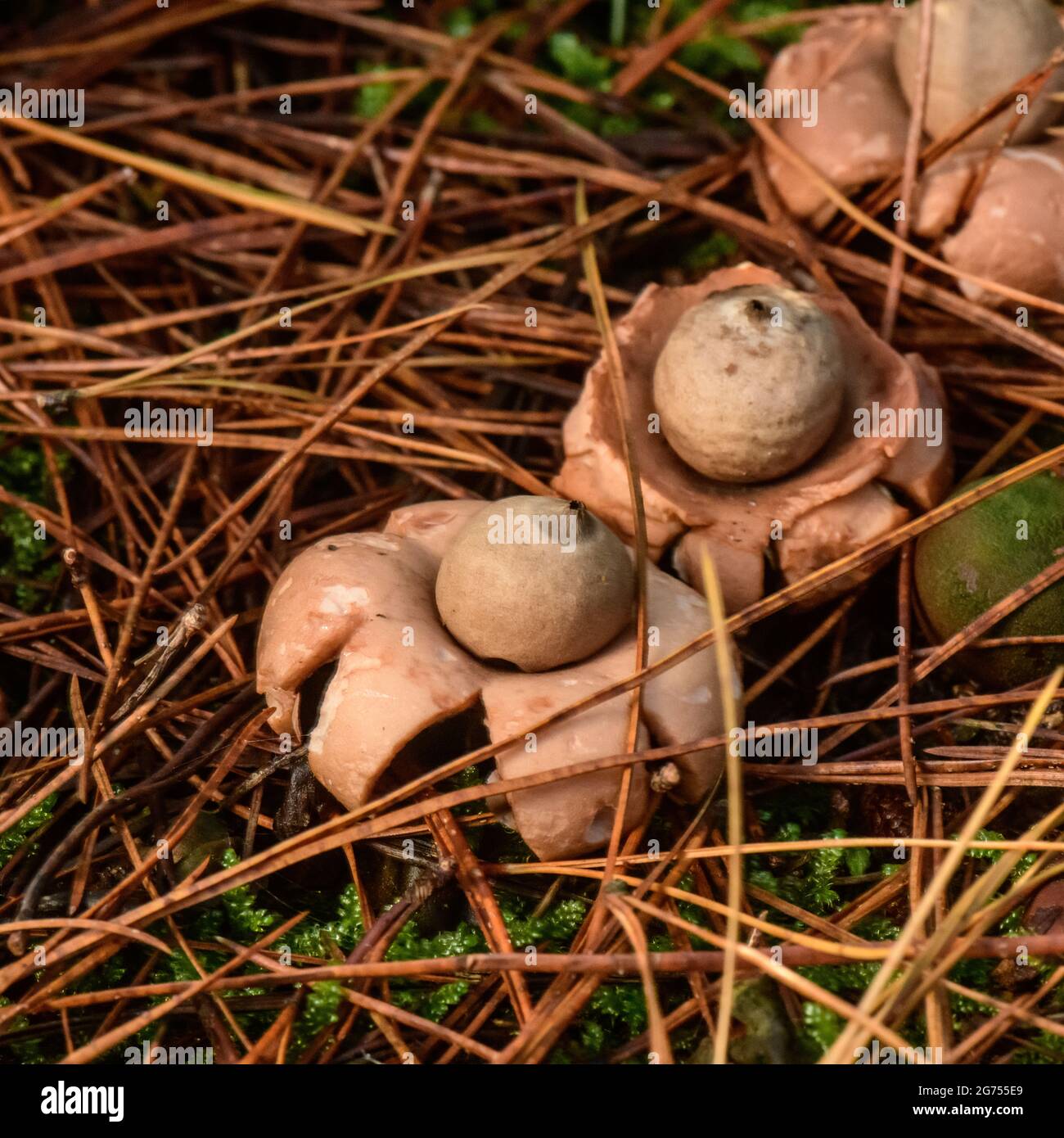 Earth Star funghi Gastrum triplex imerges in foreste in autunno Foto Stock