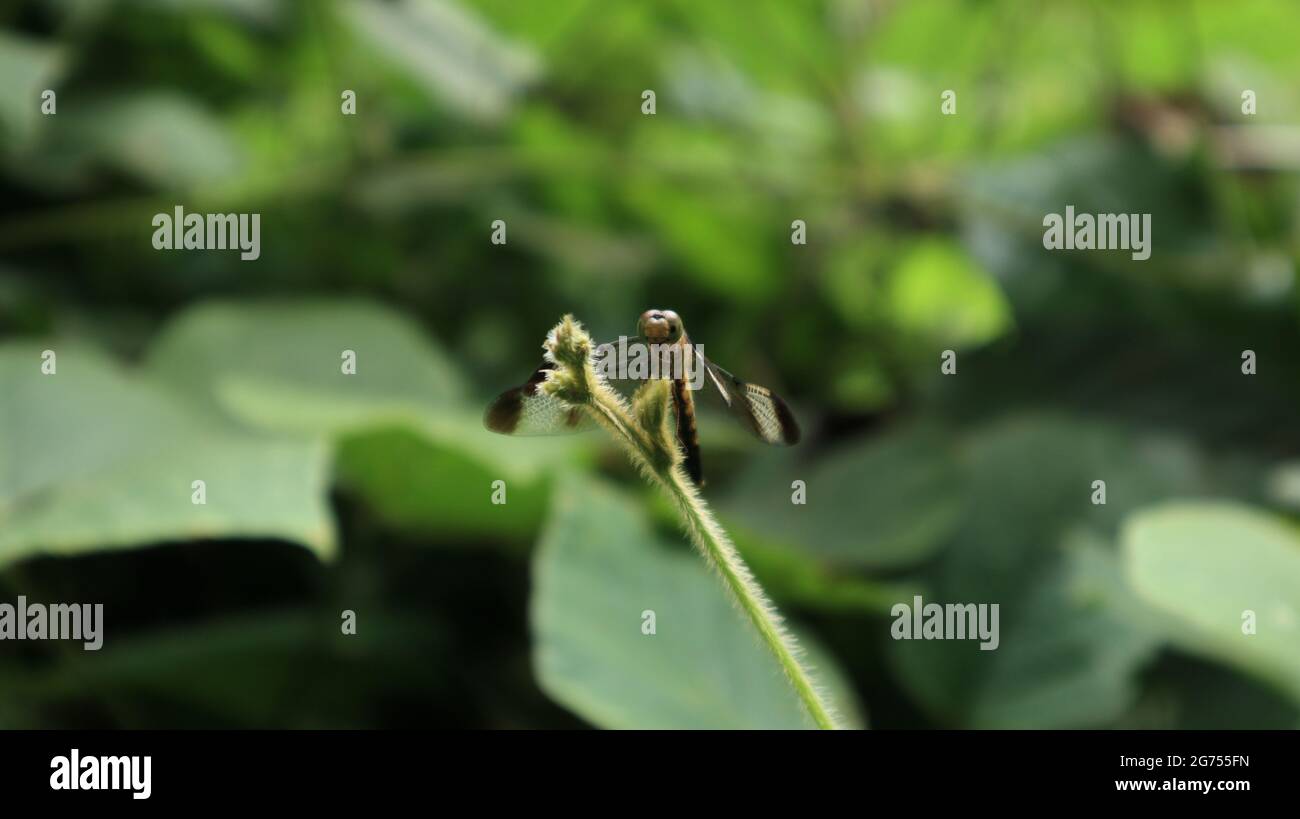 La parte anteriore, compresa la faccia di una libellula appollaiata sulla punta di una vite pelosa Foto Stock