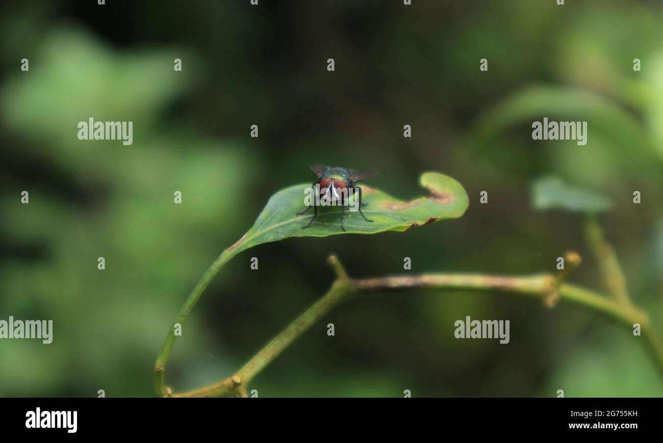 La parte anteriore di una bottiglia verde comune vola su una foglia di peperoncino compresi i suoi occhi rossi Foto Stock