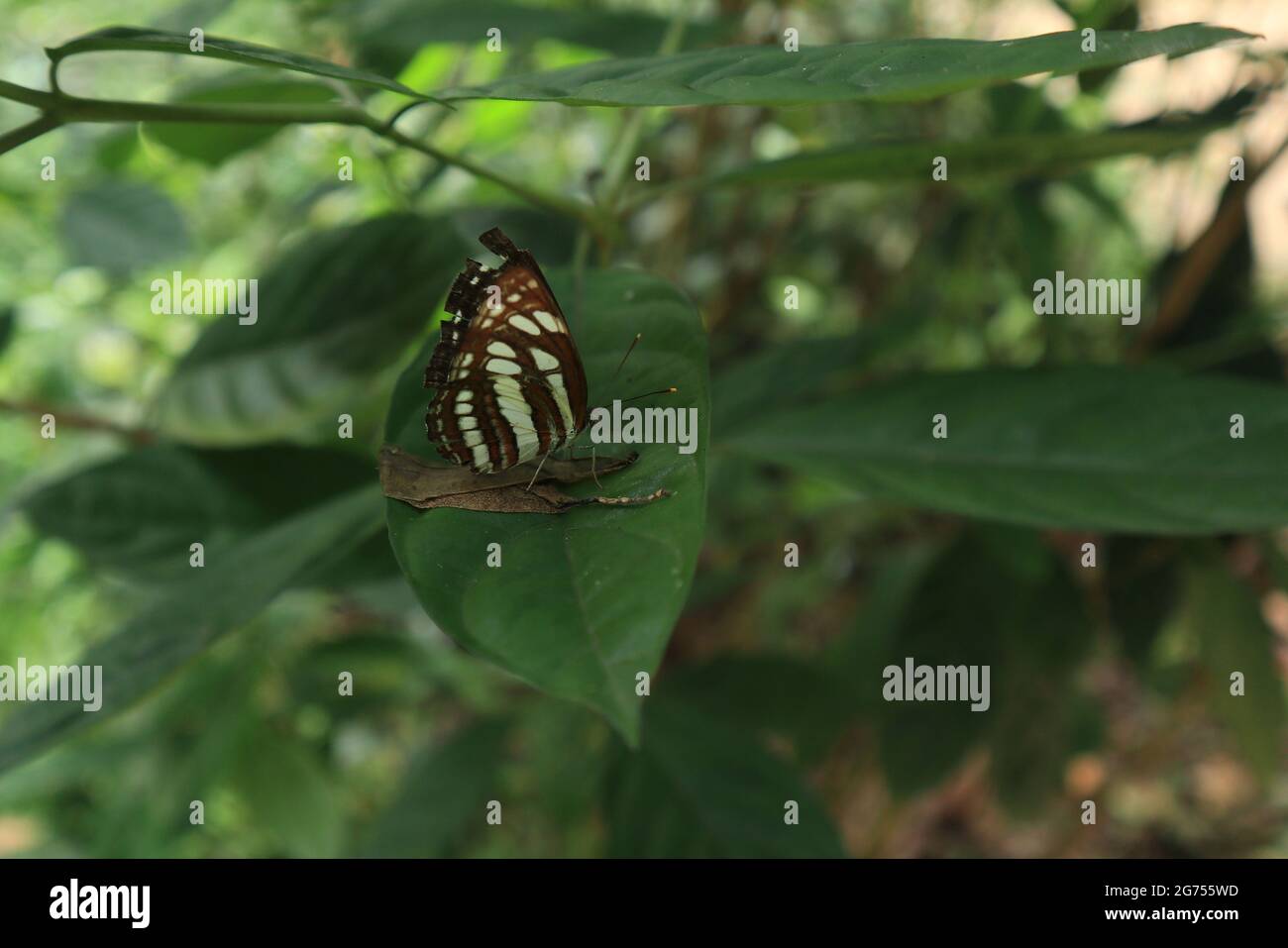 Primo piano di una farfalla di un veliero comune su una foglia verde Foto Stock