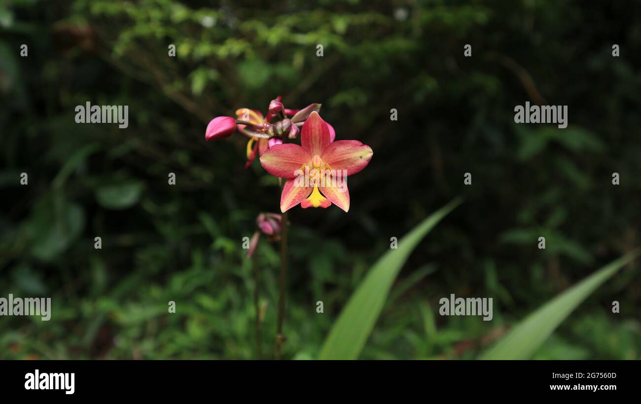 Vista frontale di un fiore di orchidee di colore rosa, giallo e arancione e di qualche gemma e di una formica rossa su di esso Foto Stock