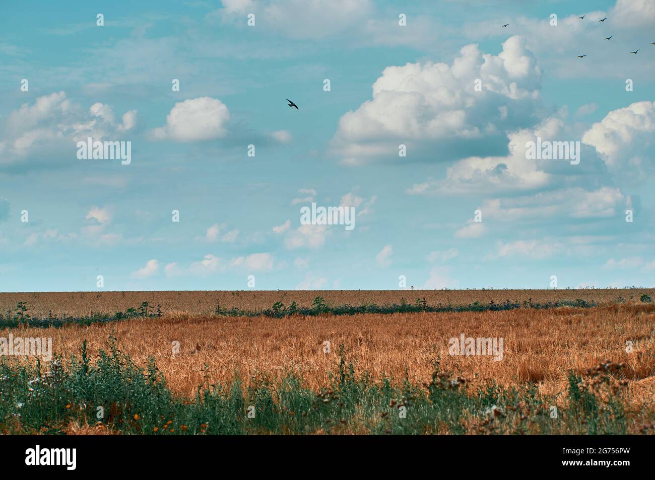 campo agricolo e cielo nuvoloso nel periodo estivo Foto Stock