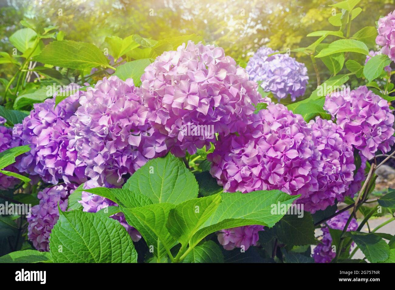 Fiori di Hydrangea rosa - Hydrangea macrophylla - nel parco nella soleggiata giornata estiva Foto Stock