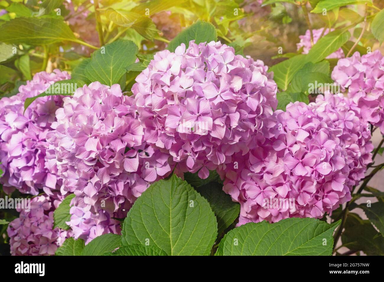 Fiori di Hydrangea rosa - Hydrangea macrophylla - in giardino nella soleggiata giornata estiva Foto Stock