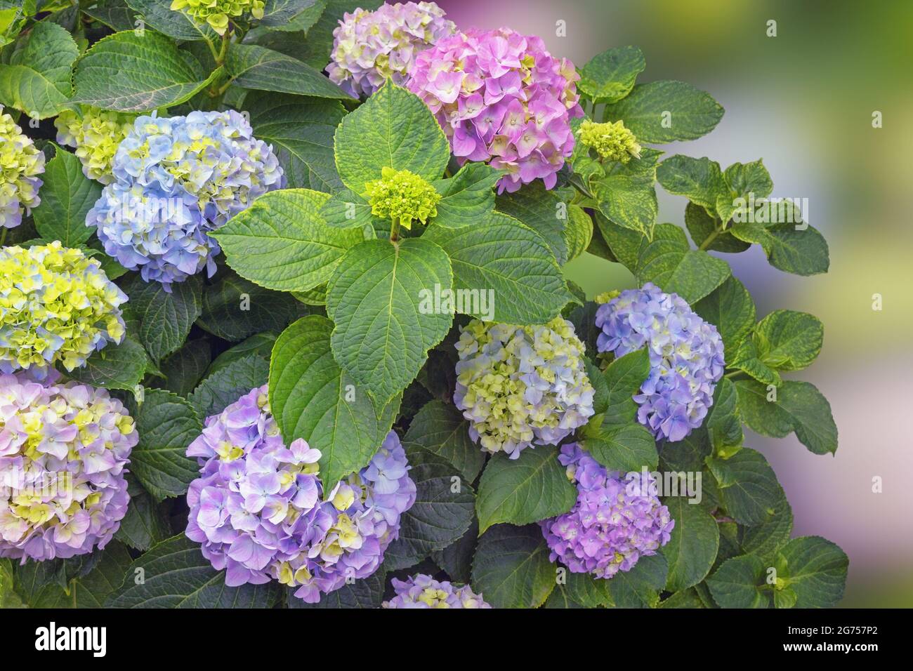 Bellissimi fiori di idrangea ( Hydrangea macrophylla ) nella soleggiata giornata primaverile Foto Stock