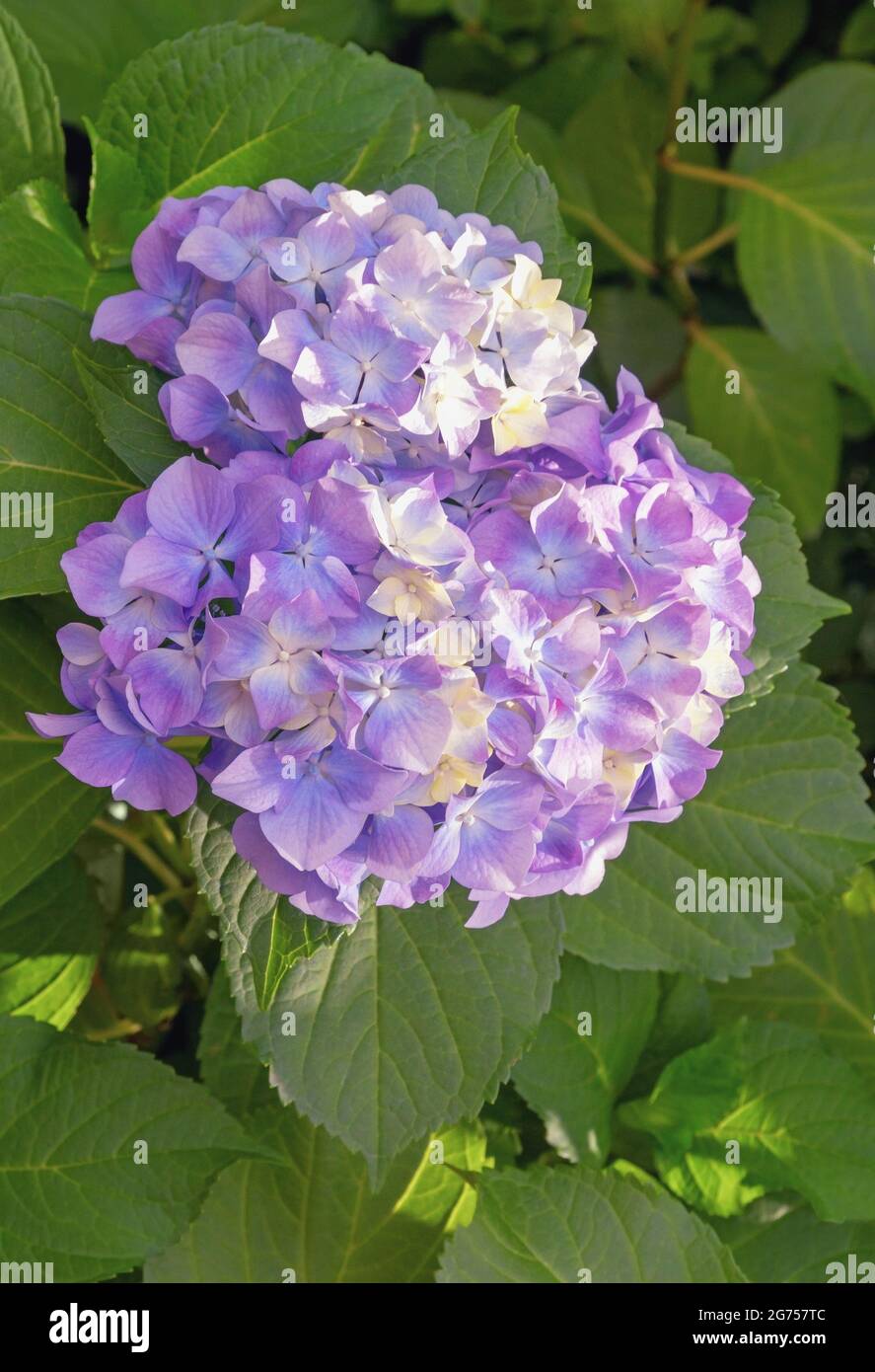 Bel fiore di idrangea ( Hydrangea macrophylla ) in giardino nella soleggiata giornata estiva Foto Stock