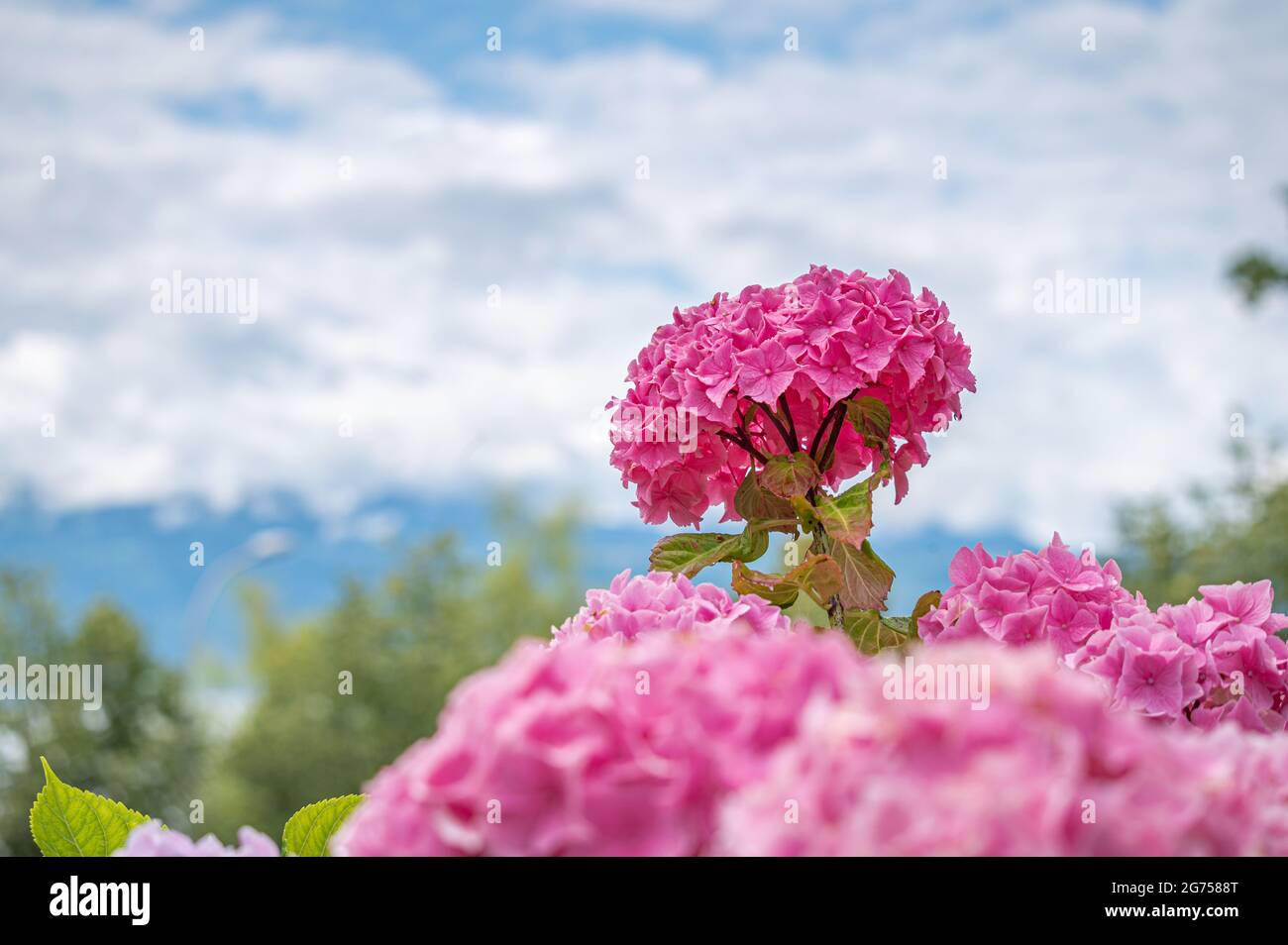 Fiori di idrangea rosa e viola fioriscono in primavera e in estate in un giardino. Hydrangea macrophylla. hortensia fiori. Bellezza in natura. Foto Stock