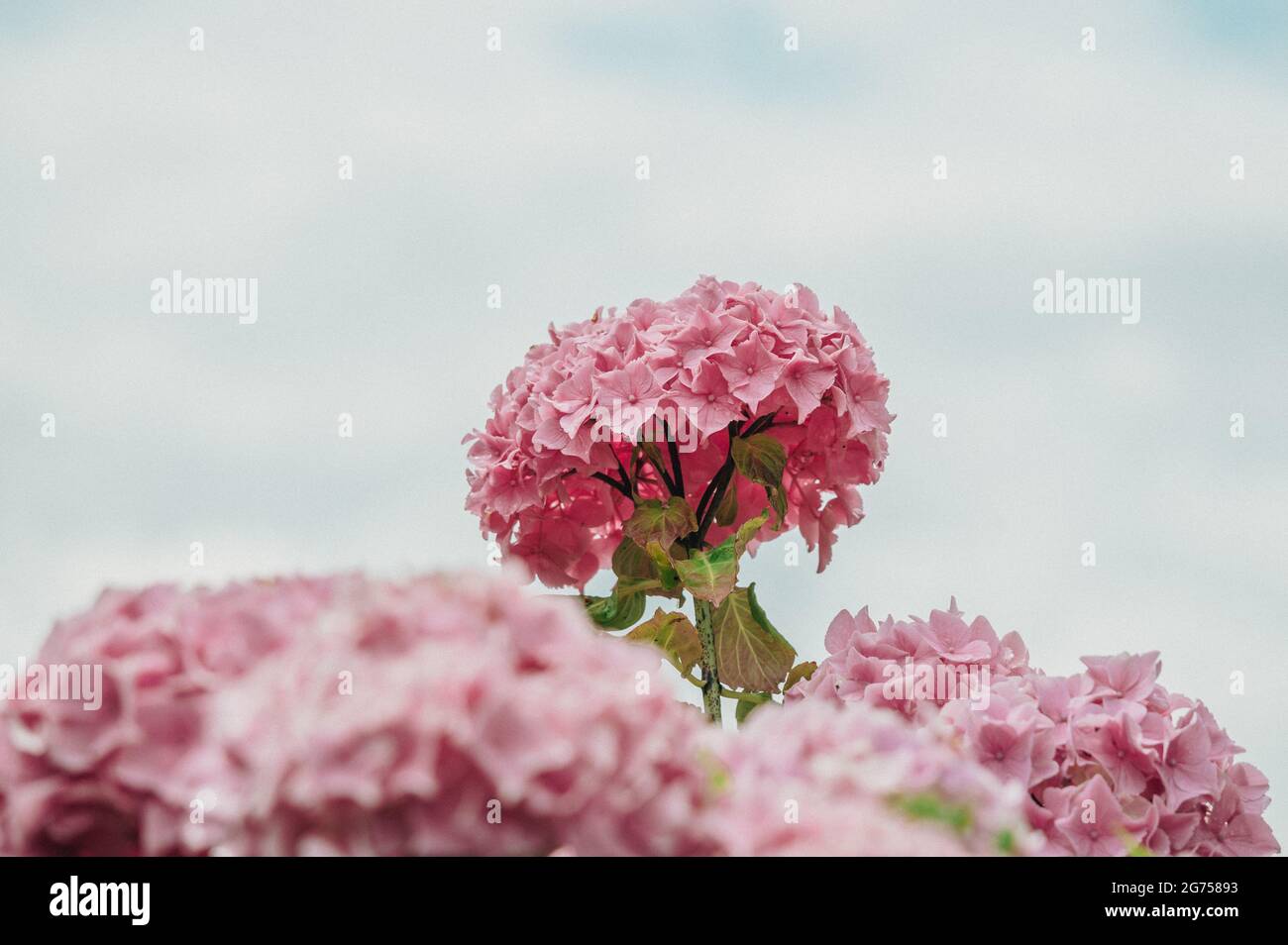 Fiori di idrangea rosa e viola fioriscono in primavera e in estate in un giardino. Hydrangea macrophylla. hortensia fiori. Bellezza in natura. Foto Stock