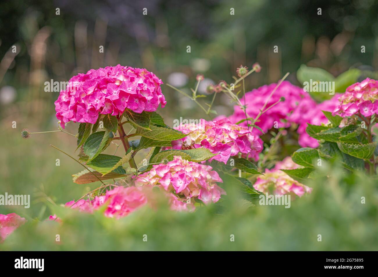 Fiori di idrangea rosa e viola fioriscono in primavera e in estate in un giardino. Hydrangea macrophylla. hortensia fiori. Bellezza in natura. Foto Stock