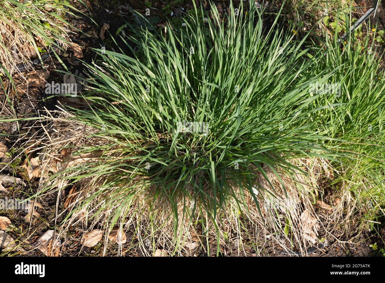 Phalaris arundinacea canarino erba, bunchgrass perenne in famiglia: Poaceae, regione: Europa, Asia, Africa settentrionale e Nord America. Foto Stock