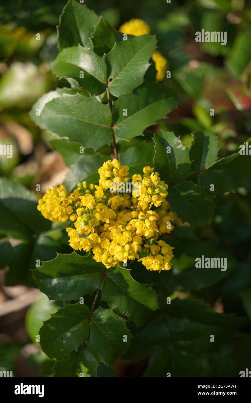 Mahonia (Berberis) aquifolium Pursh, Oregon Grape or Holly-leaved barberry, pianta fiorente nella famiglia: Berberidaceae, regione nativa: Nord occidentale Foto Stock