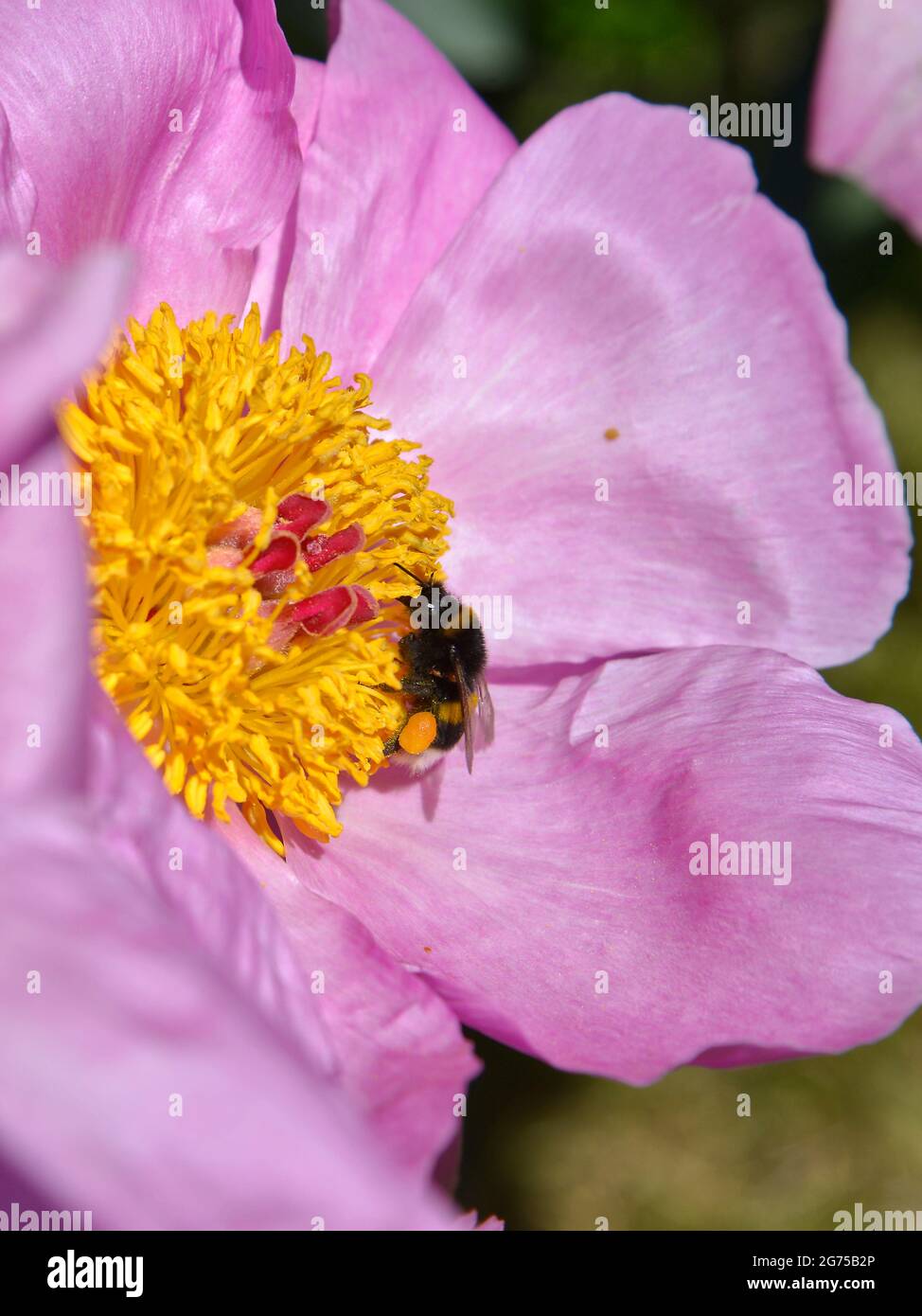 Macro di bumblebee (Bombus) che si nutrono di peonie cinesi rosse (Paeonia lactiflora) Foto Stock