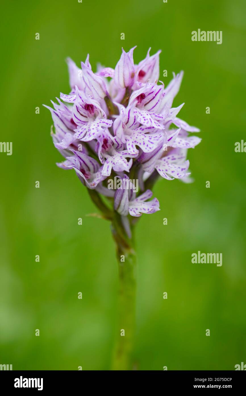 Orchidea a tre denti - Neotinea tridentata, bella pianta fiorente colorata da prati e boschi europei, Repubblica Ceca. Foto Stock