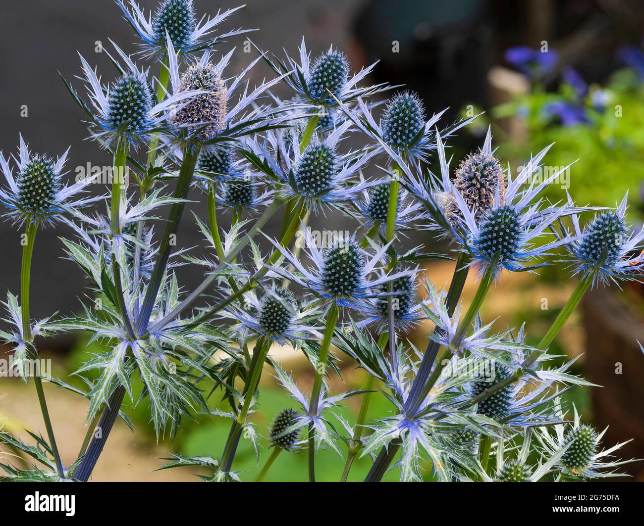 Metà estate blu viola fiori della chiazzosa erbacea perenne agrifoglio, Eryngium x zabelii 'Big Blue' Foto Stock