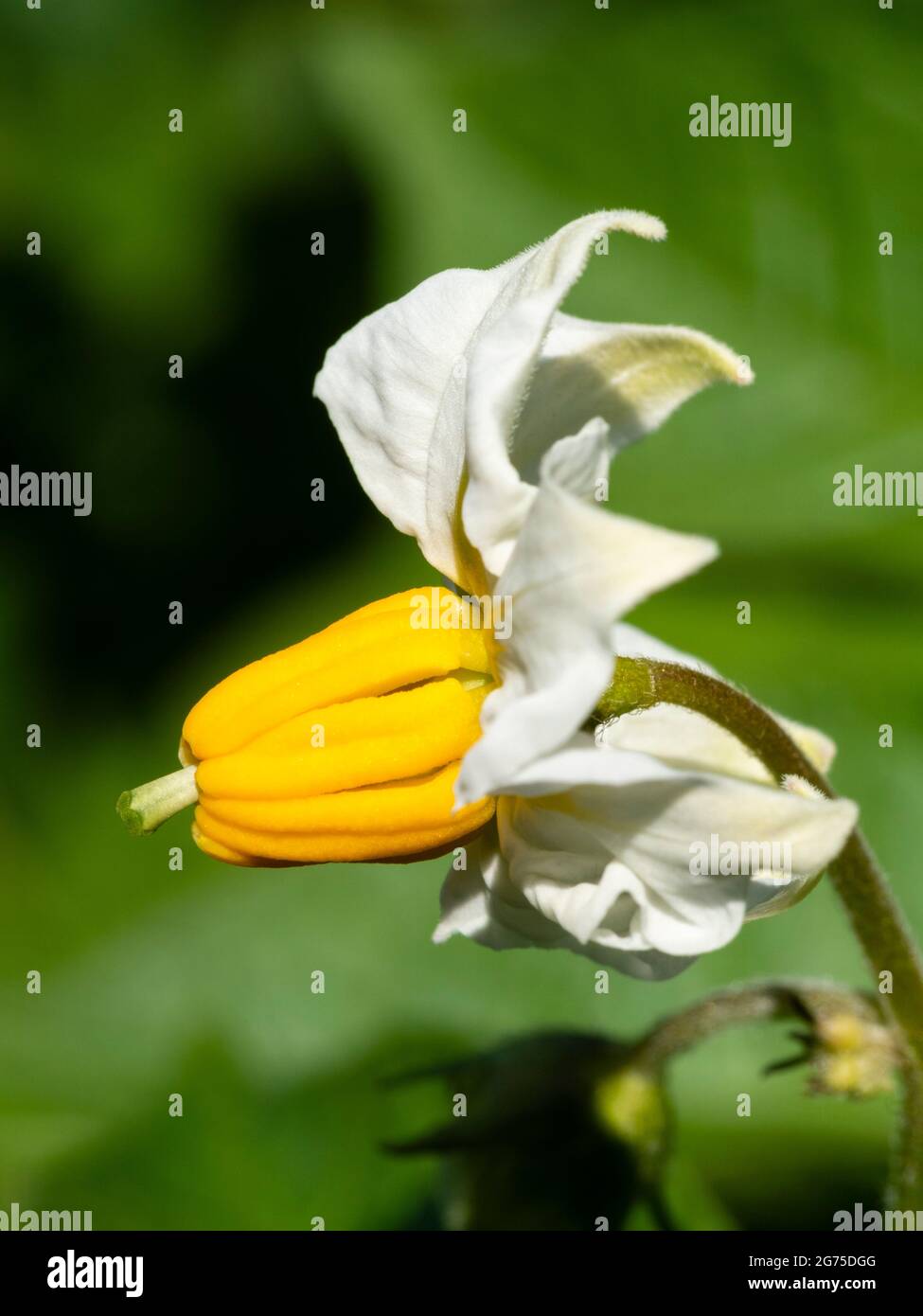 Delicato fiore giallo e bianco di patate prime biologiche coltivate in contenitori, Solanum tuberosum "Casablanca" Foto Stock