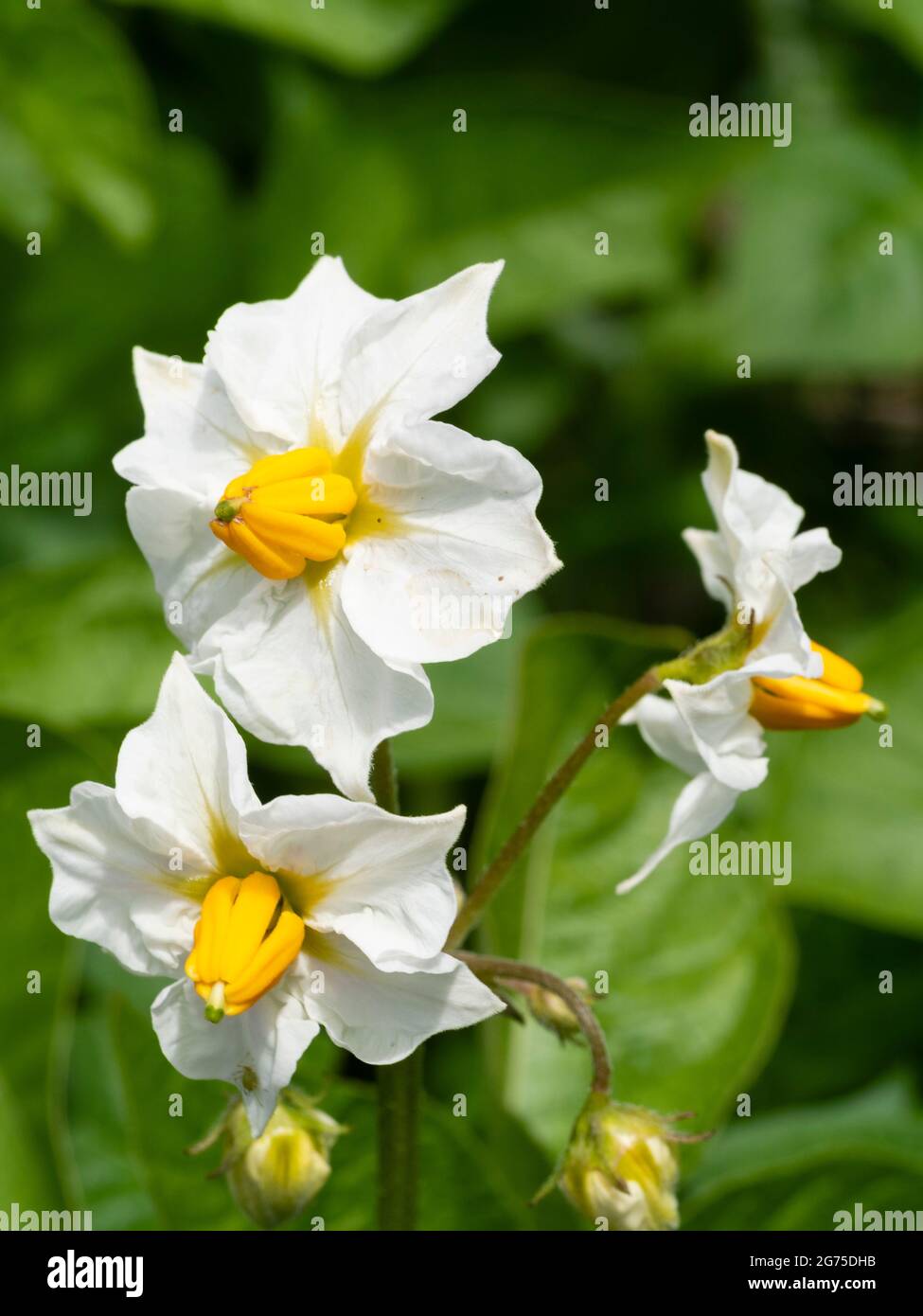 Delicato fiore giallo e bianco di patate prime biologiche coltivate in contenitori, Solanum tuberosum "Casablanca" Foto Stock